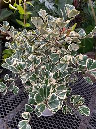 Variegated Ficus Triangularis Live Plant 10-12" in 4" Pot - Ficus triangularis variegata - Rare Indoor Air-Purifying Houseplant