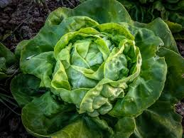 500 Seeds Buttercrunch Lettuce, Vibrant Green, Sweet & Tender, Lactuca Sativa - Perfect for Salads & Containers