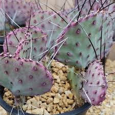 Opuntia Macrocentra Cutting 5" | Purple Prickly Pear Cactus | Unrooted, Cold Hardy, Black Spines | Drought Tolerant Plant