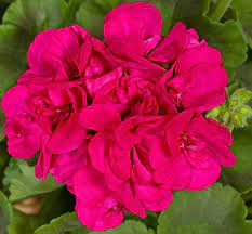 Zonal Geranium Cuttings - 8 Purple Pink Pelargonium Starter Cuttings, Fast-Growing & Hardy, Vibrant Blooms - Pelargonium zonale