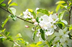 Roselow Sargent Crabapple Tree Live Bare Root Plant 10-12" Malus sargentii Ornamental White Flowers Red Fruit