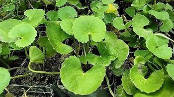 Indian Pennywort Live Plants - 10 Bare Root Centella asiatica - Edible Ground Cover - Fast-Growing, Vibrant Green Foliage