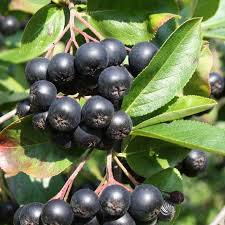 Aronia Black Chokeberry Cuttings - Set of 12 Unrooted, 6-8" Long, Aronia melanocarpa for Easy Propagation and Berry Production