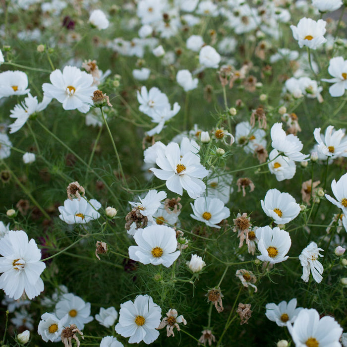 Psyche White Cosmos Seeds 200+ Pack – Frilly Double White Blooms, Cosmos bipinnatus, Pollinator-Friendly Annuals
