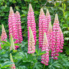 Lupine Seeds - 25+ Soft Pink Blooms - Lupinus ‘Chatelaine Pink’ - Pollinator Friendly, Drought-Tolerant, Easy to Grow