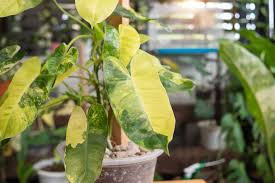 Burle Marx Philodendron Live Plant | Rooted Multi-Grow | Tropical Houseplant | Philodendron 'Burle Marx' | Green Leaf