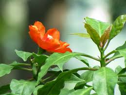 Rare Wax Rose Cactus Starter Plant 4" | Pereskia lychnidiflora | Unique Leafy Cactus | Water-Loving Succulent Cutting