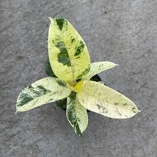 Ficus Shivereana Moonshine Starter Plant - Variegated Rubber Plant - 4" Rooted Tropical Evergreen - Indoor & Outdoor Houseplant