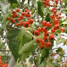 Washington Hawthorn Tree Live Bare Root Plant 18-24" Crataegus phaenopyrum Songbird Friendly Zones 3-10