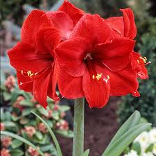 Amaryllis Bulb Red Lion 2-3 Stems Large Red Blooms Hippeastrum Easy to Grow Indoor Outdoor Holiday Gift USDA Zone 8-11
