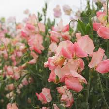 Candyfloss Sweet Pea Seeds - 50+ Blush Pink Blooms - Climbing Vine for Bouquets & Gardens - Lathyrus odoratus - USA