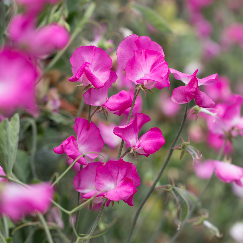 Sweet Pea Seeds – 50+ Rose-Pink Blooms – Lathyrus odoratus – Early-Blooming Climbing Vine for Trellises & Containers