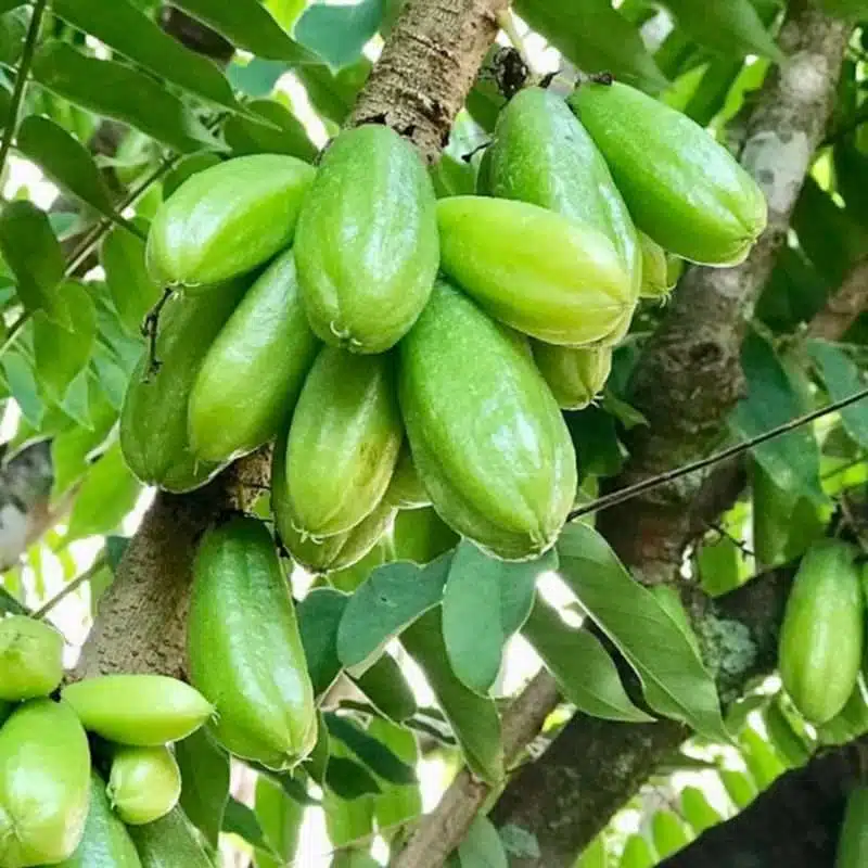 Bilimbi Cucumber Tree - Live 1'-2' Averrhoa bilimbi - Tropical Sour Fruit for Culinary Use