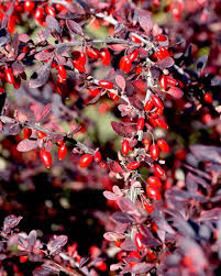 6 Japanese Barberry Bush Cuttings, 6-9" Unrooted, Berberis Thunbergii, Organic, Edible Berries, Hardy Shrub for Easy Propagation