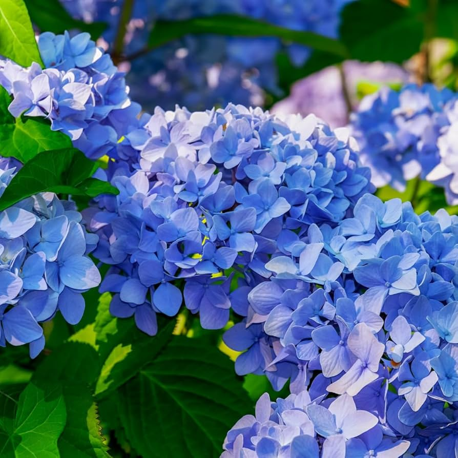 Blue Hydrangea Plants 3-5” Fully Rooted Cuttings Hydrangea macrophylla Live Flowering Shrub Color Change Blooms