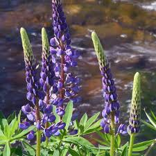 500mg Riverbank Lupine Seeds, Blue-Purple Flower, Pollinator Friendly, Lupinus rivularis - Perennial Wildflower for Gardens