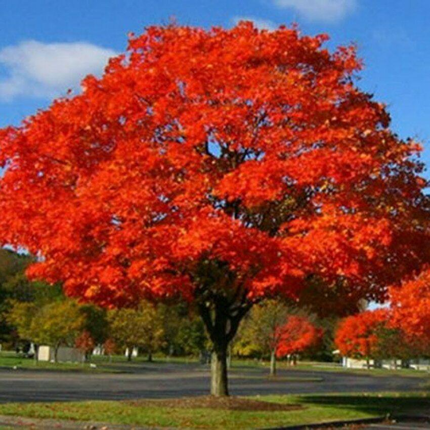 Northern Red Oak Tree - Live Bare Root Plant 2-3 Feet - Quercus rubra - Fast-Growing Shade Tree with Red Fall Foliage