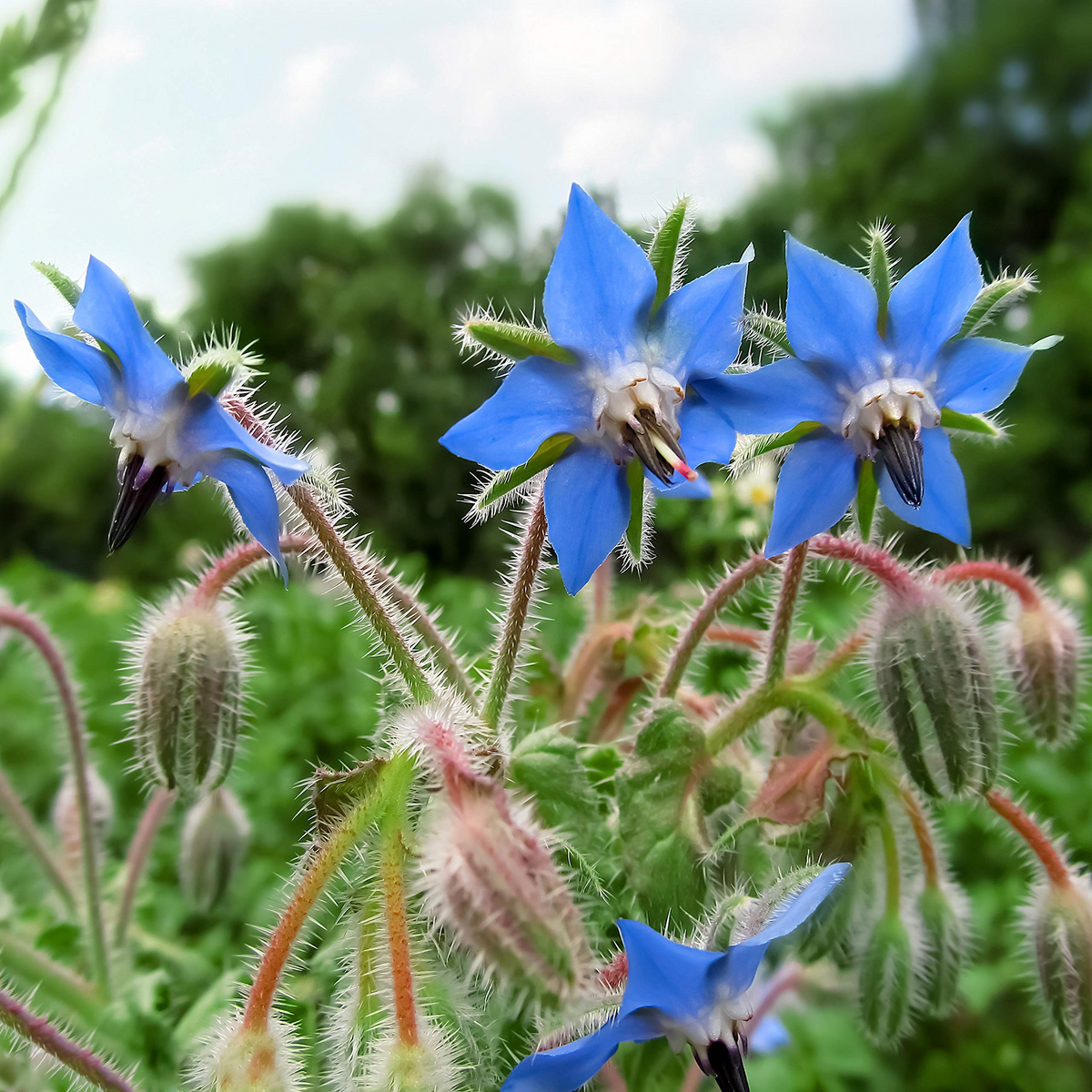 Borage Herb Seeds 1g - Edible Blue Flowers, Fast Growing, Pollinator-Friendly, Borago officinalis for Salads & Gardens