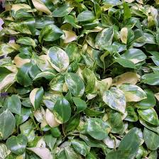 Philodendron 'Burle Marx' Live Rooted Plant, Bare Root Tropical Indoor Houseplant, Easy Care Green Foliage