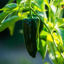 Ancho Poblano Pepper Seeds - 15 Seeds Capsicum Annuum, Mildly Spicy Chili for Cooking, Perfect for Salsas and Roasting