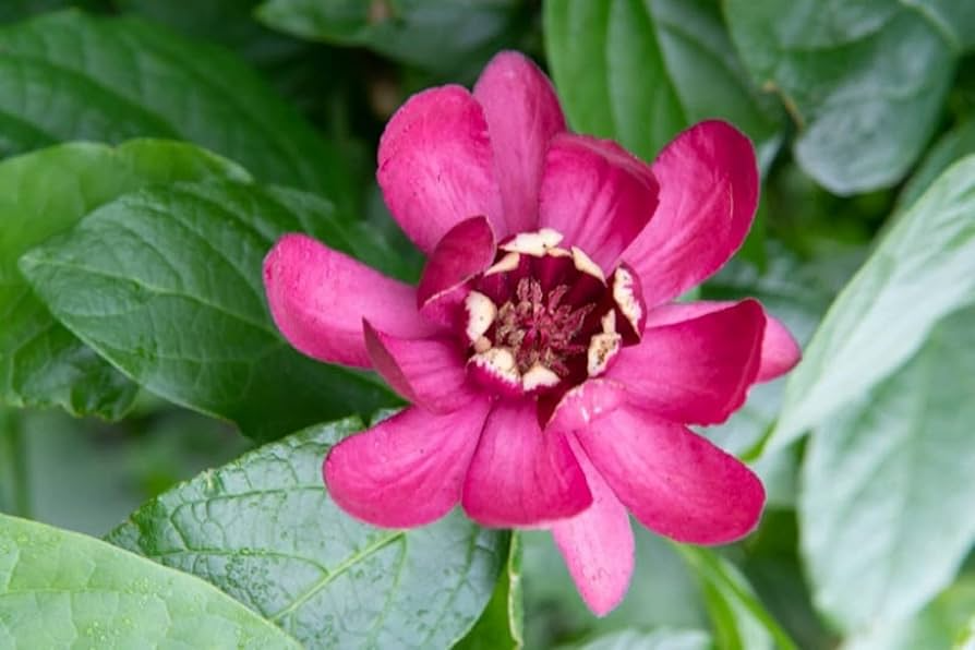 Sweetshrub Live Bare Root Plant 12"-18" Dark Maroon Flowers Calycanthus floridus Carolina Allspice USDA Zones 4-9