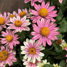 Profusion Cherry Bicolor Zinnia Seeds - 100+ Seeds - Compact Blooms for Pollinator Gardens - Zinnia elegans × Zinnia angustifolia