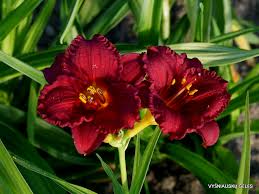 Cranberry Baby Daylily Plant - Dwarf Ruffled Red Blooms, Re-Blooming, Pollinator Friendly, Hemerocallis 'Cranberry Baby'