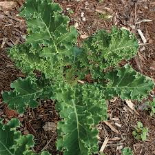 Heirloom Kale Seeds | Non-GMO | White Russian Variety | Fast Growing & Frost-Tolerant | Brassica oleracea