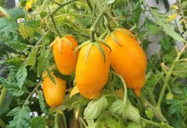 30 Banana Legs Tomato Seeds ā Heirloom Yellow Paste Tomato, Mild & Meaty, Solanum lycopersicum, Ideal for Sauces