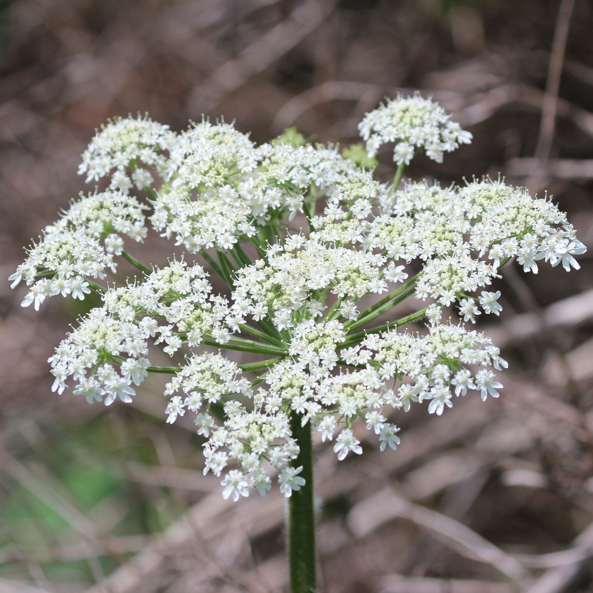 Cow Parsnip Seeds 1g - Heracleum Maximum, Hardy Native Wildflower, Pollinator-Friendly, White Flowers