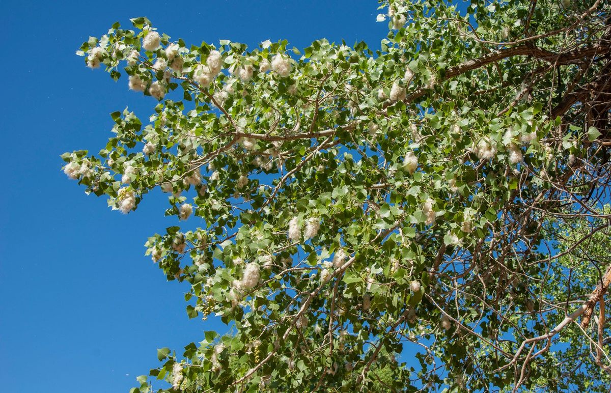 Live Bare Root Cottonwood Tree 1-2 Feet, Fast-Growing Shade Tree, Populus deltoides, Green Foliage, Low-Maintenance