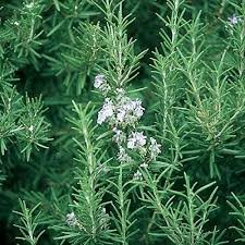 Organic Rosemary Herb Live Plant - Bare Rooted Culinary Herb - Rosmarinus officinalis - Indoor/Outdoor Garden Starter Plant