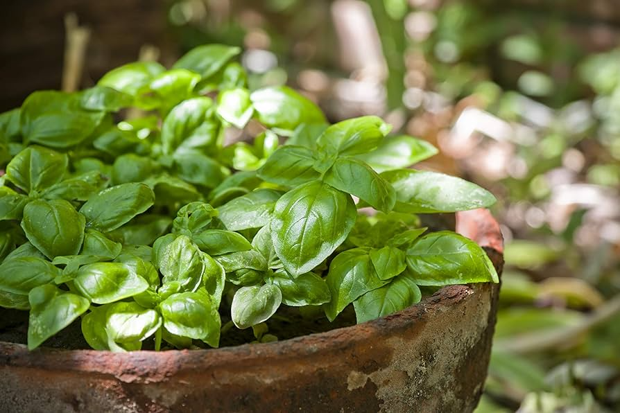Dwarf Greek Basil Seeds - 200 Heirloom, Compact, Aromatic - Ocimum basilicum - Non-GMO, Perfect for Containers