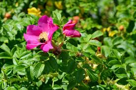 Japanese Rugosa Rose Plant 6"-12" Live Bare Root Rosa rugosa, Fragrant Pink Flowers, Pollinator-Friendly, Hardy Shrub