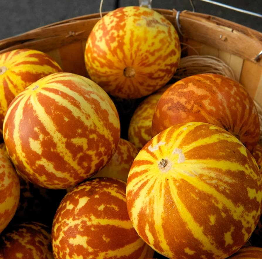 Tigger Melon Seeds - Heirloom Non-GMO - Striped Yellow Melons - Cucumis Melo - Sweet Aromatic Fruit for Home Garden