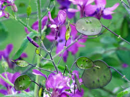 100 Money Plant Seeds β Lunaria annua | Violet Blooms + Silver | Non-GMO | Honesty Plant for Dried Flower Arrangements