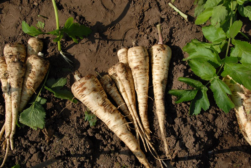 350 Seeds Parsnip All American - Sweet Nutritious Root Vegetables (Pastinaca sativa) for High Yield Home Gardens