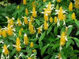 Yellow Shrimp Plant Starter Plug 3-5 Inches Pachystachys Lutea Tropical Evergreen with Bright Yellow Blooms