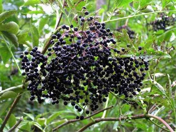 2-Pack Live Bare Root American Elderberry Bush - Sambucus canadensis - Edible Berries, Wildlife-Friendly, Zones 3-9