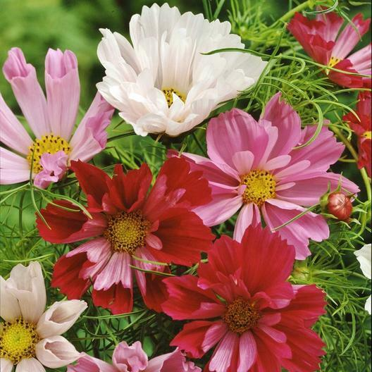 Seashells Cosmos Seeds - Non-GMO, Pink White Red Blooms, Fast Growing, Pollinator Friendly, Cosmos bipinnatus
