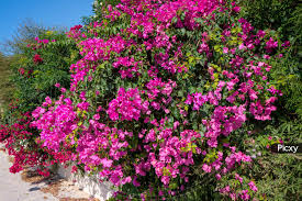 7 Fuchsia Pink Bougainvillea Cuttings 6" | Bougainvillea glabra | Flowering Shrub for Garden | Easy to Propagate