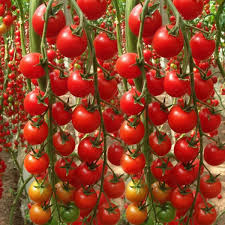 200pcs Waterfall Tomato Seeds | Juicy Cherry Fruit | Non-GMO | Solanum lycopersicum | Perfect for Containers & Hanging Baskets