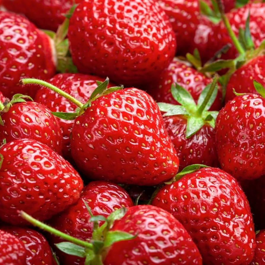 10 Bare Root Puget Crimson Strawberry Plants | Large Berries, Sweet Flavor | Fragaria × ananassa | High Yield, USDA Zones 6-10