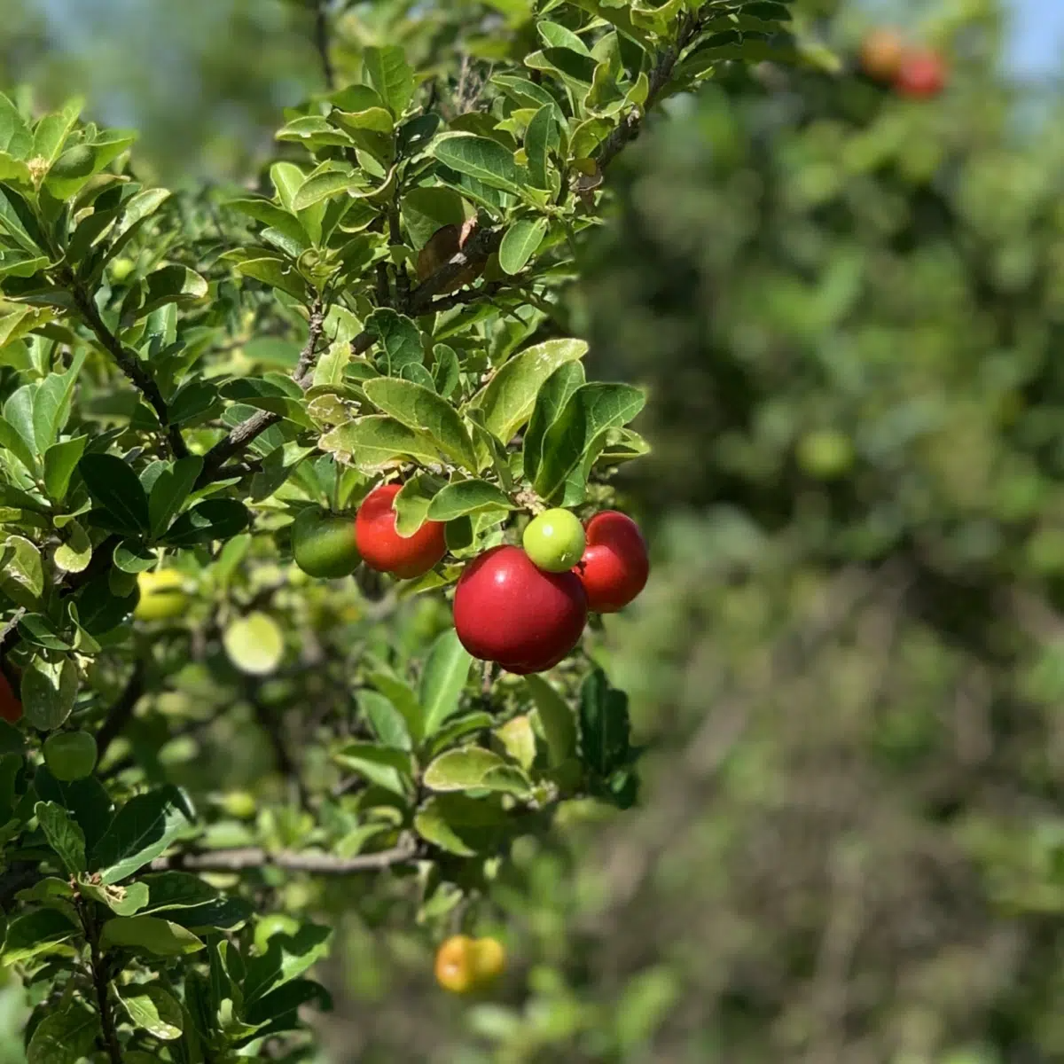Acerola Fruit Tree Live Starter Plant 2’-3’ Tall, Malpighia emarginata, Tropical Vitamin C Powerhouse, Ready to Fruit