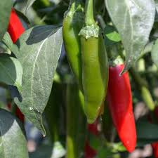 Serrano Tampiqueno Hot Pepper Seeds 250mg - Capsicum annuum - Medium-High Heat for Salsas, Grilling & Spicy Dishes