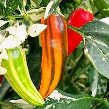 Fish Pepper Seeds - 10 Seeds - Unique Striped Heirloom Hot Pepper - Capsicum annuum - Ornamental & Culinary Use