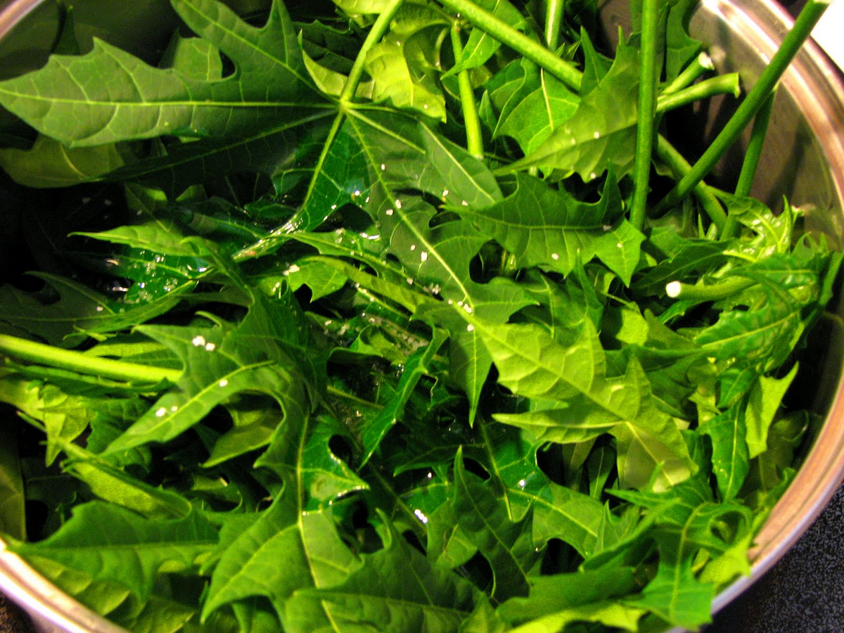 10 Organic Chaya Cuttings - Mexican Tree Spinach, Edible Leaf Superfood - Cnidoscolus aconitifolius, Easy to Grow Plant