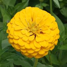 200 Seeds Zinnia Canary Bird Double Blooms - Non-GMO Yellow Flowers, Attracts Butterflies, Easy to Grow, Zinnia elegans