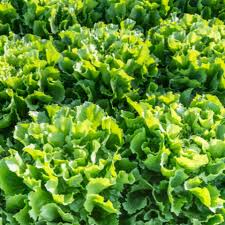 Endive Seeds 1g Heirloom Broadleaf Batavian Cichorium endivia High Yield Crisp Mild Flavor for Garden & Container