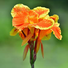 Canna Lily Bulb | 1 Live Bulb | Bengal Tiger Variegated Orange Flower | Canna indica | Tropical Perennial Plant, Pollinator-Friendly